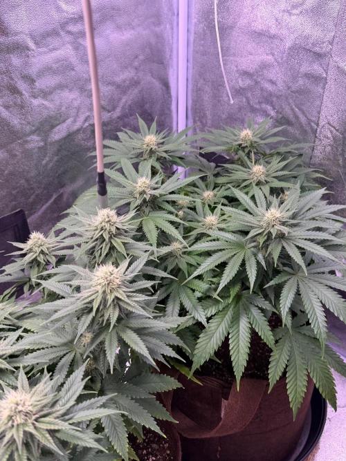 120x60/ Critical Widow/ 310w. Week 9
