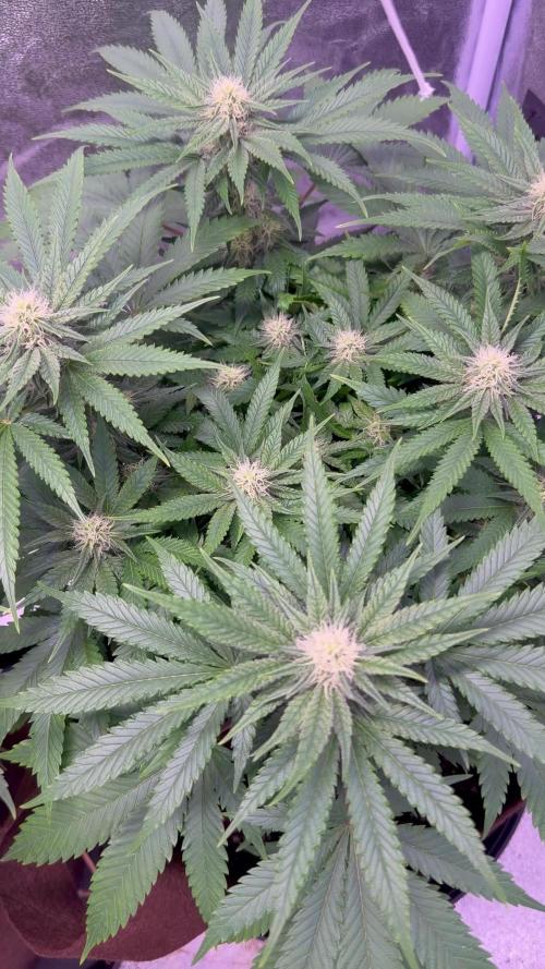 120x60/ Critical Widow/ 310w