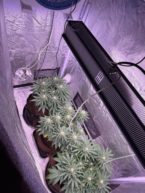 120x60/ Critical Widow/ 310w. Week 9