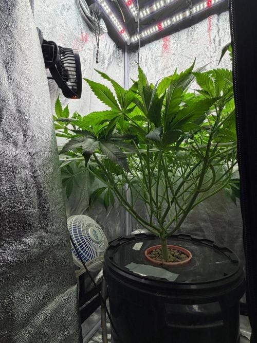 Somango / 60x60 / 200w. Week 7
