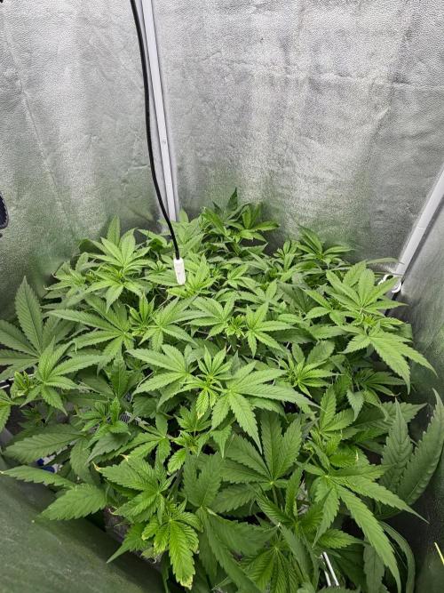 Somango / 60x60 / 200w. Week 7