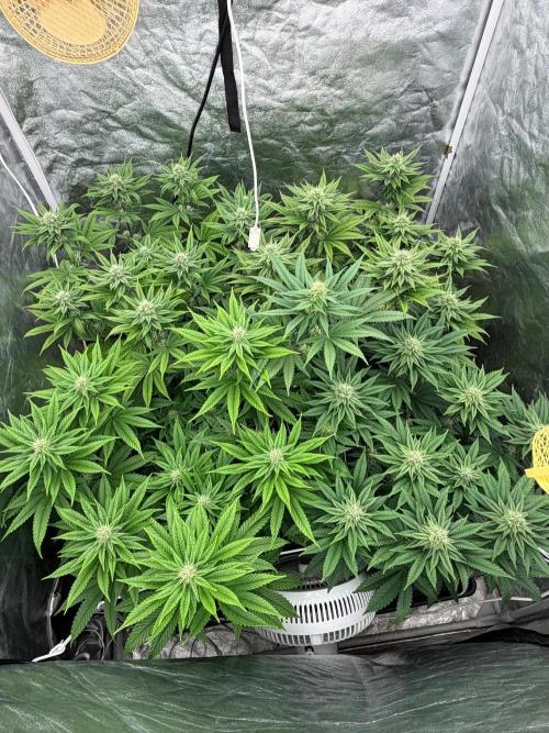 90x90 / Purple Cookie Kush 420w. Week 9
