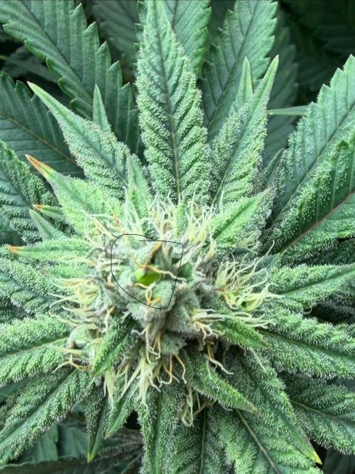90x90 / Purple Cookie Kush 420w. Week 9