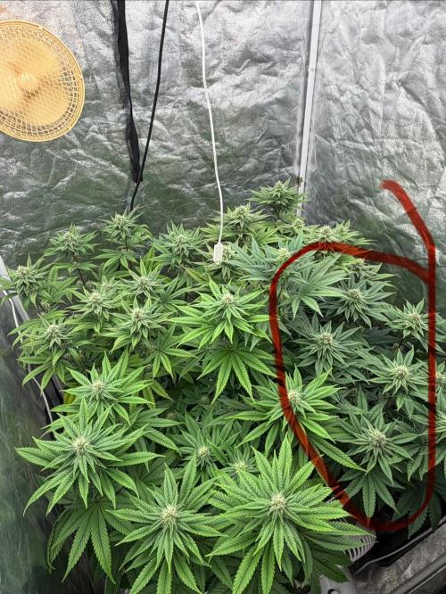 90x90 / Purple Cookie Kush 420w. Week 9