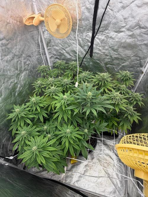 90x90 / Purple Cookie Kush 420w. Week 9