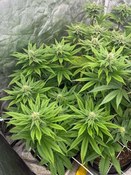 90x90 / Purple Cookie Kush 420w. Week 10