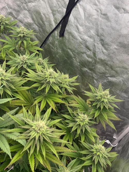 90x90 / Purple Cookie Kush 420w. Week 10