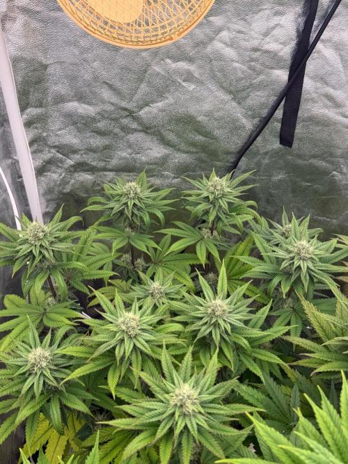 90x90 / Purple Cookie Kush 420w. Week 10