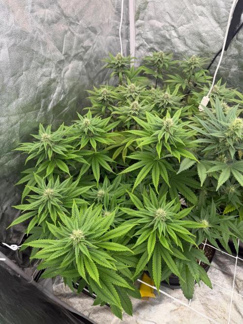 90x90 / Purple Cookie Kush 420w. Week 10