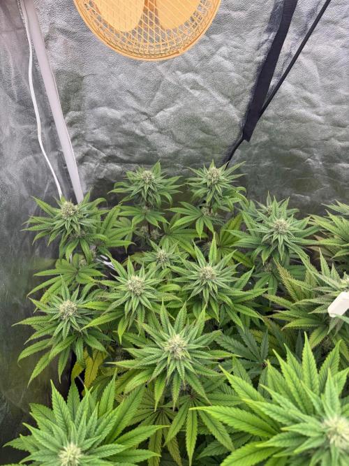 90x90 / Purple Cookie Kush 420w. Week 10