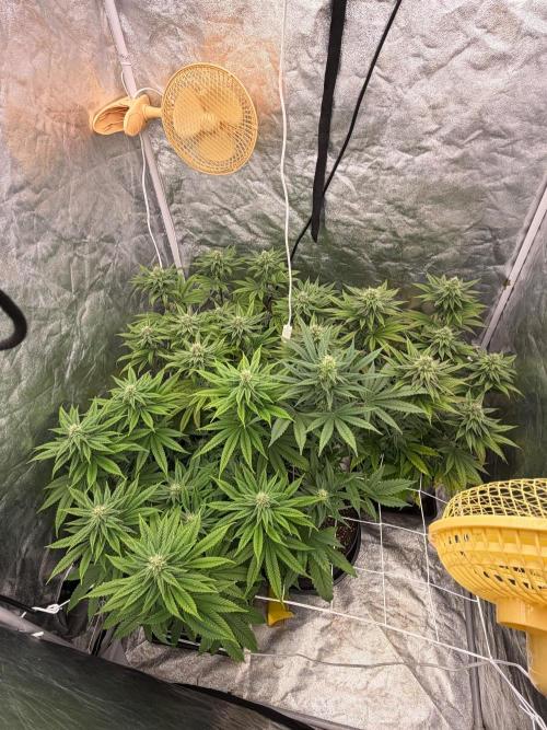 90x90 / Purple Cookie Kush 420w. Week 10