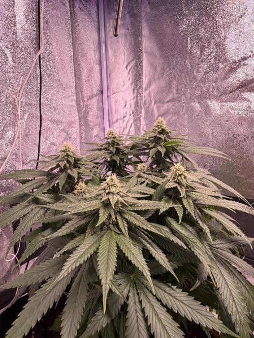 120x60/ Critical Widow/ 310w. Week 10