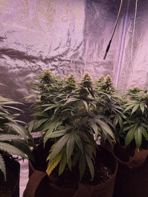 120x60/ Critical Widow/ 310w. Week 10