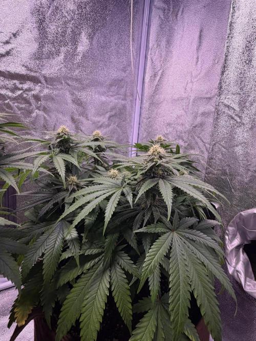 120x60/ Critical Widow/ 310w. Week 10