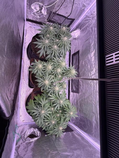 120x60/ Critical Widow/ 310w. Week 10