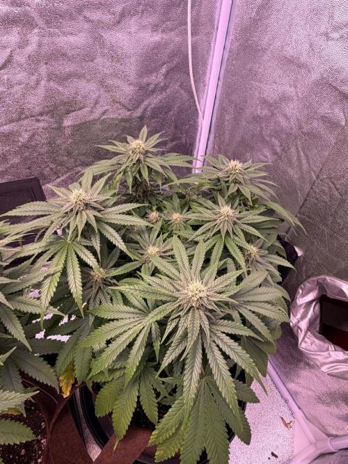 120x60/ Critical Widow/ 310w. Week 10