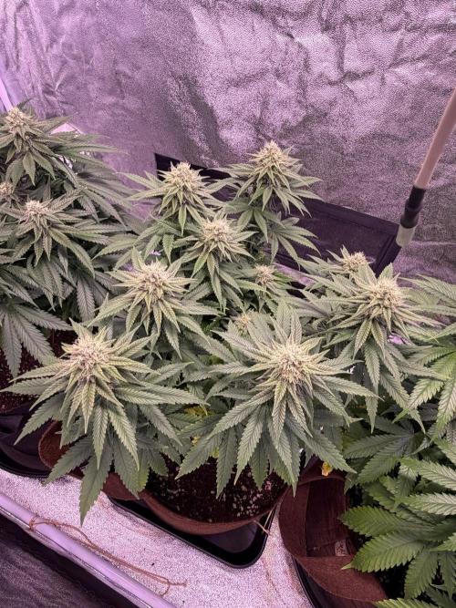 120x60/ Critical Widow/ 310w. Week 10