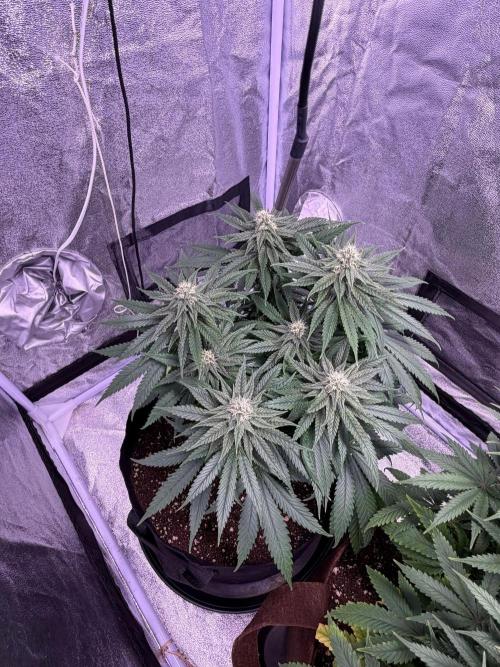 120x60/ Critical Widow/ 310w. Week 10