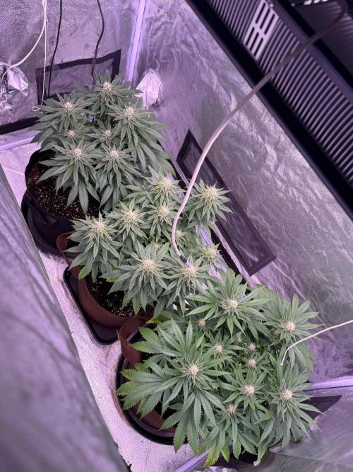 120x60/ Critical Widow/ 310w. Week 10