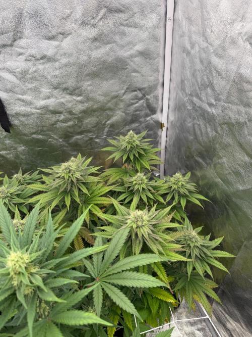 90x90 / Purple Cookie Kush 420w. Week 10