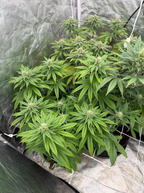 90x90 / Purple Cookie Kush 420w. Week 10