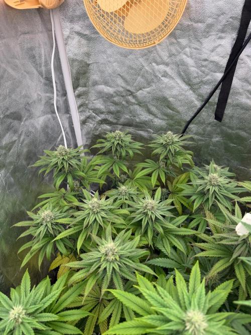 90x90 / Purple Cookie Kush 420w. Week 10