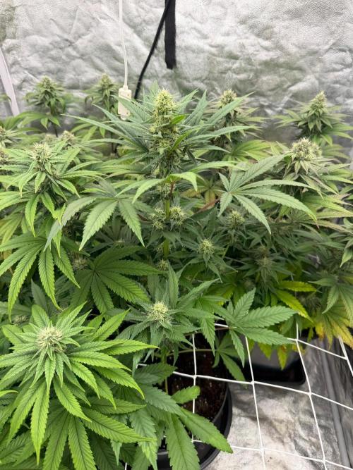 90x90 / Purple Cookie Kush 420w. Week 10