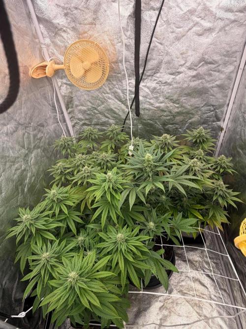 90x90 / Purple Cookie Kush 420w. Week 10