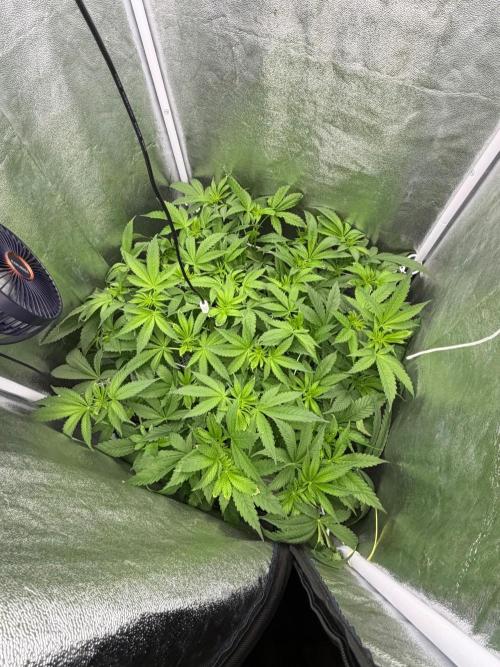 Somango. Week 7