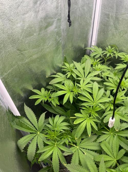 Somango / 120x60 / 310w. Week 8