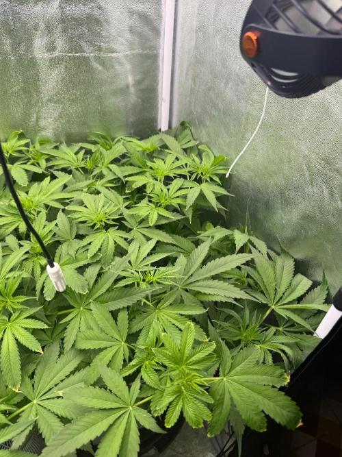 Somango / 120x60 / 310w. Week 8