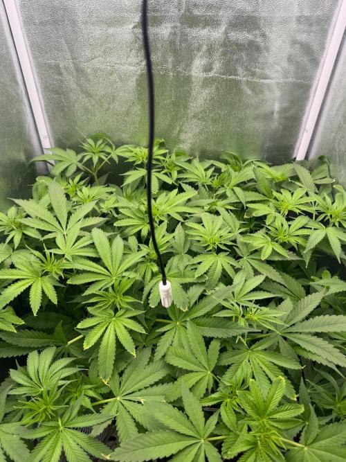 Somango / 120x60 / 310w. Week 8
