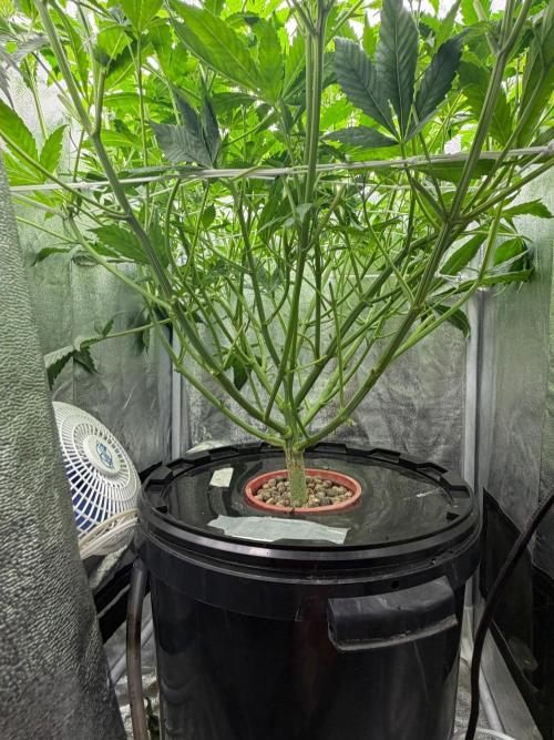 Somango / 120x60 / 310w. Week 8