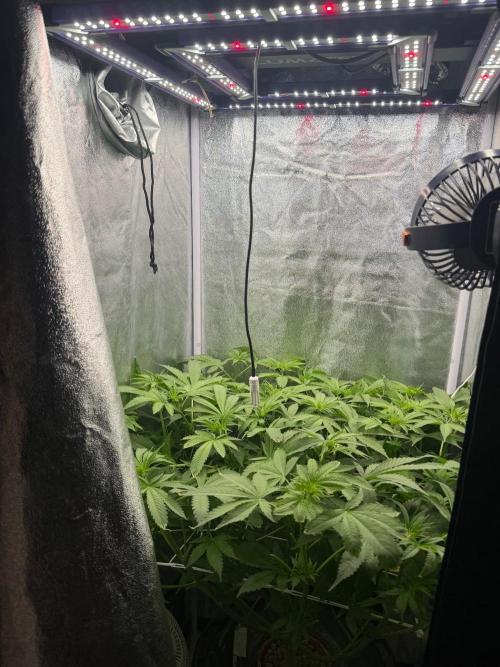 Somango / 120x60 / 310w. Week 8
