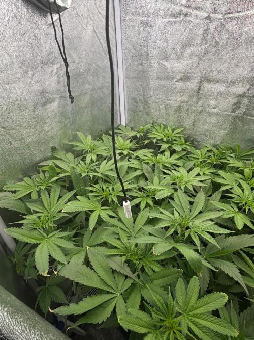 Somango / 120x60 / 310w. Week 8