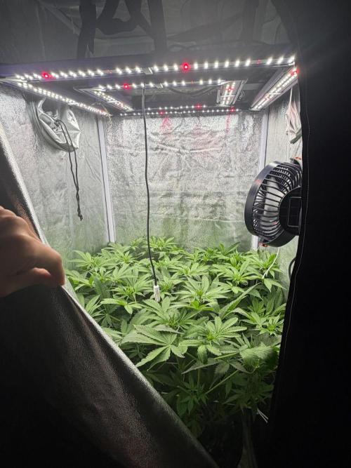 Somango. Week 8