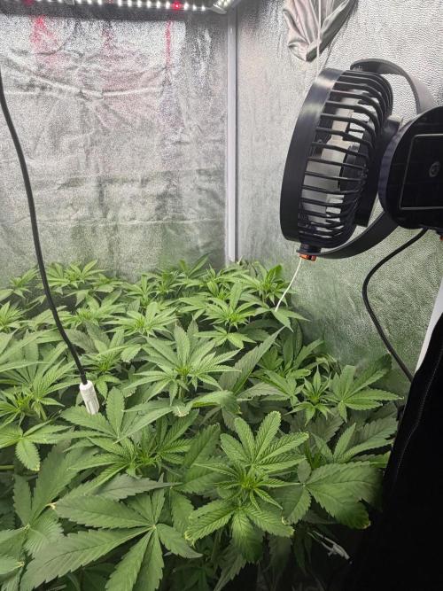 Somango / 120x60 / 310w. Week 8