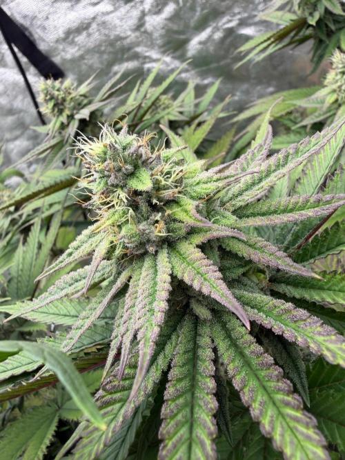 90x90 / Purple Cookie Kush 420w. Week 10