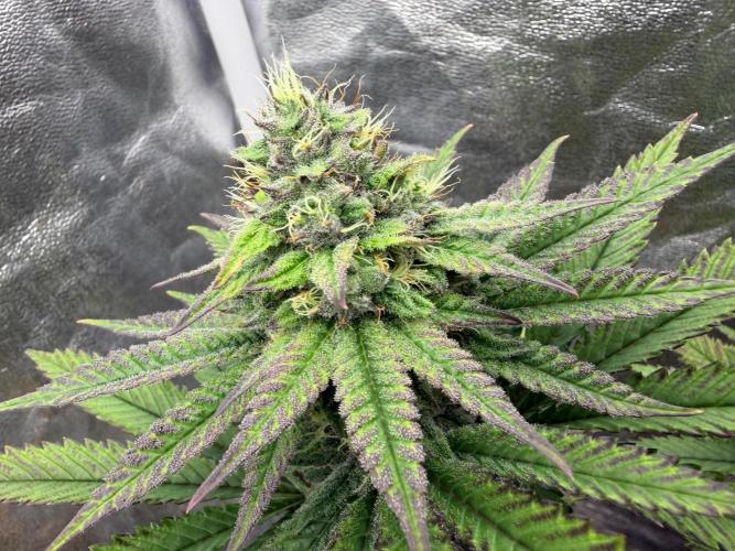 90x90 / Purple Cookie Kush 420w. Week 10