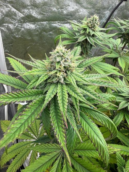 90x90 / Purple Cookie Kush 420w. Week 10
