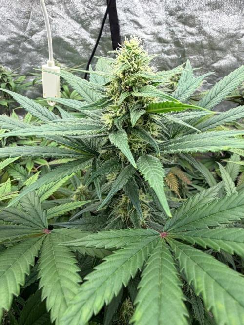 90x90 / Purple Cookie Kush 420w. Week 10