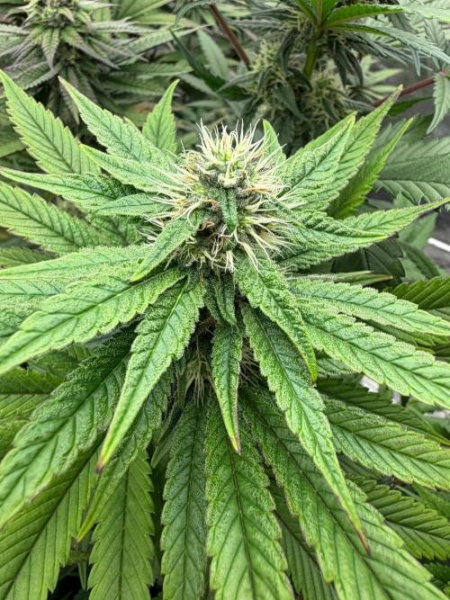 90x90 / Purple Cookie Kush 420w. Week 10