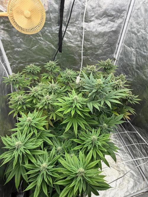 90x90 / Purple Cookie Kush 420w. Week 10
