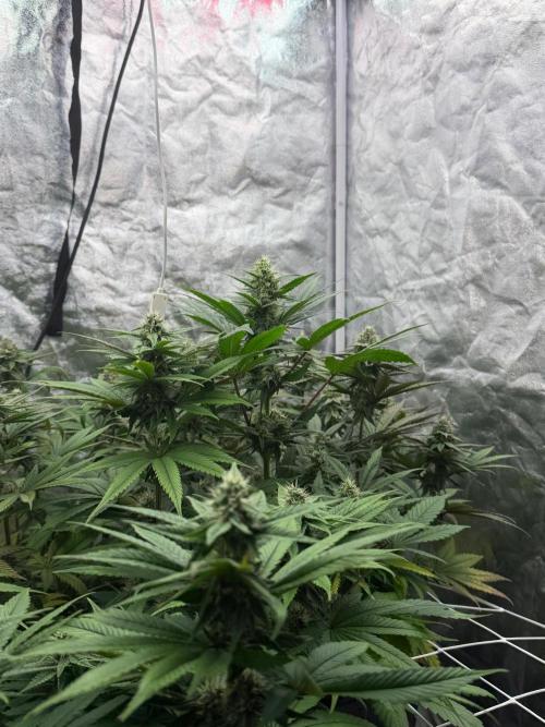 90x90 / Purple Cookie Kush 420w. Week 10