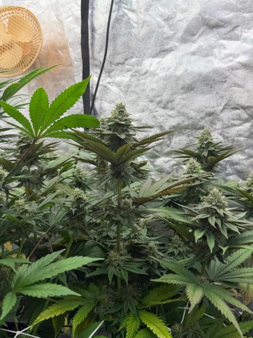90x90 / Purple Cookie Kush 420w. Week 10