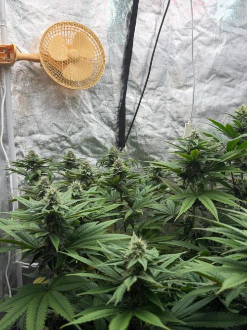 90x90 / Purple Cookie Kush 420w. Week 10