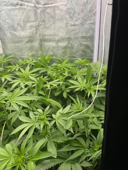 Somango / 120x60 / 310w. Week 8