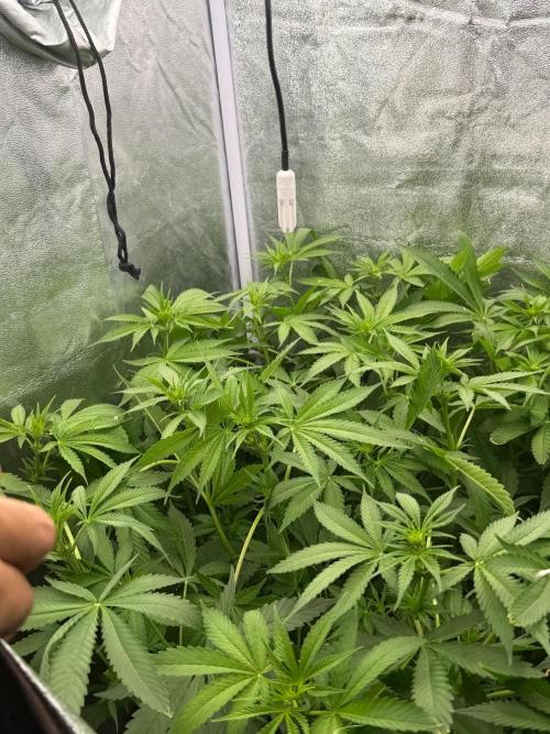 Somango / 120x60 / 310w. Week 8