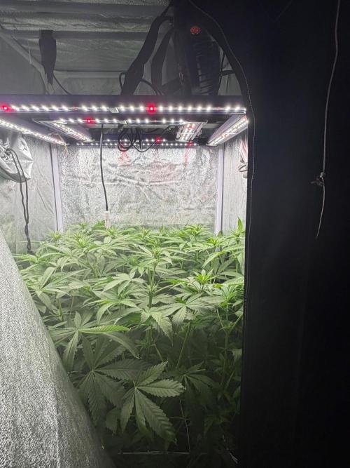 Somango / 120x60 / 310w. Week 8