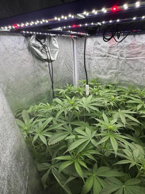 Somango. Week 8